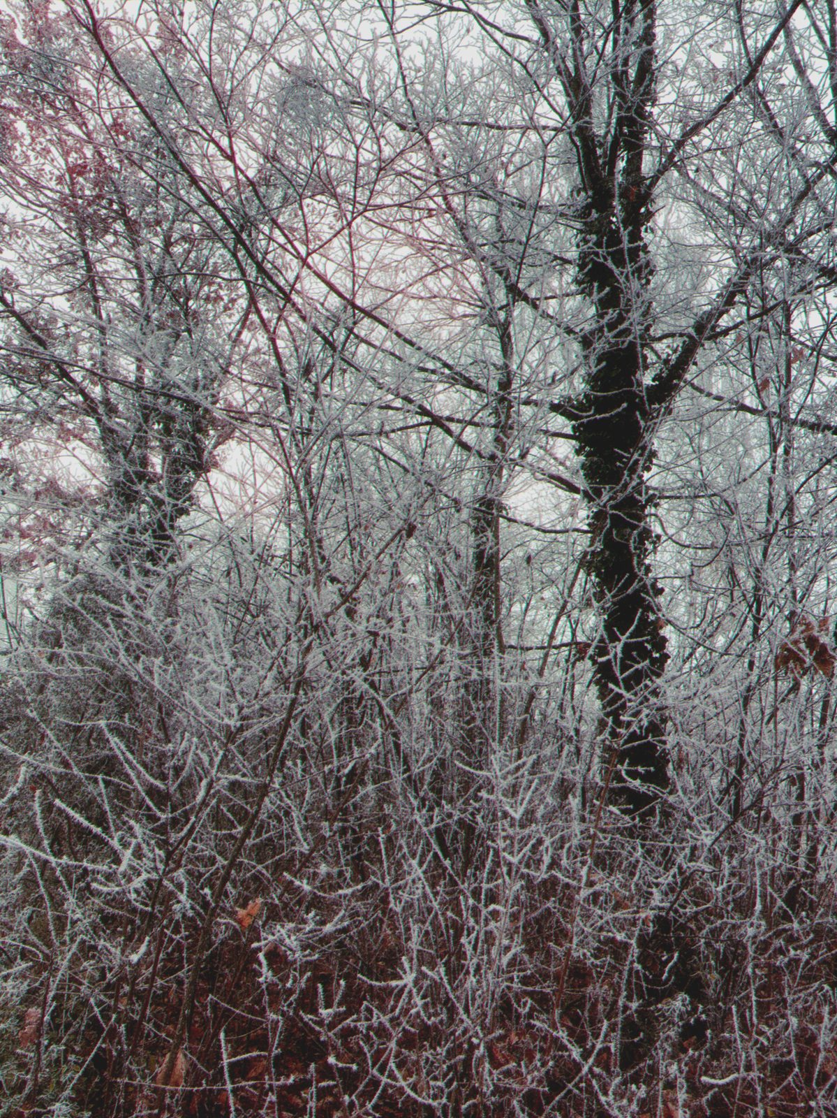 IMG_0166.png