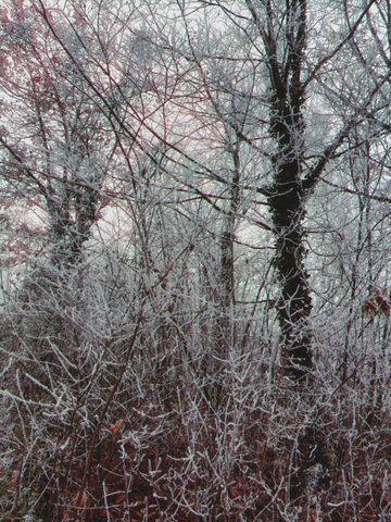 IMG_0166.png